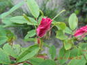 Thérèse Bugnet rose photo