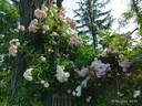 Pink Ghislaine de Féligonde ® rose photo