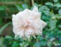 Madame Alice Garnier rose photo