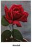 Amulett rose photo