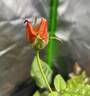 Barry Stephens rose photo