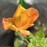 Barry Stephens rose photo