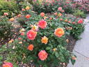 Diane Loomer rose photo