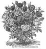 Beauté Inconstante rose photo