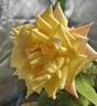 Barry Stephens rose photo