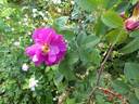 Raimbaut de Vaqueiras rose photo