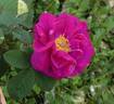 Raimbaut de Vaqueiras rose photo