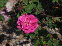 Raimbaut de Vaqueiras rose photo