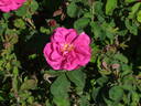Raimbaut de Vaqueiras rose photo