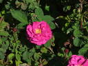 Raimbaut de Vaqueiras rose photo