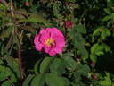 Raimbaut de Vaqueiras rose photo