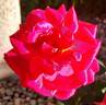 Coral Miracle ™ rose photo