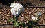 Anne de Kiev rose photo