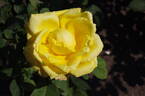 Nicolas Hulot ® rose photo