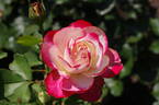 Jubilé du Prince de Monaco rose photo