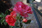 Grimaldi ™ rose photo