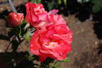 Grimaldi ™ rose photo