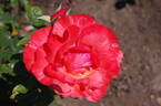 Grimaldi ™ rose photo