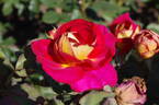 Bolshoï rose photo