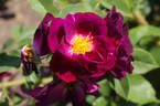 Princesse Sibilla de Luxembourg rose photo