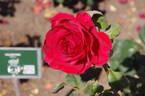 Valentino rose photo