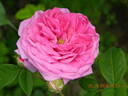 Petite de Hollande rose photo