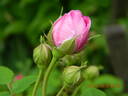 Petite de Hollande rose photo