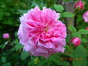 Petite de Hollande rose photo