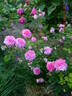 Petite de Hollande rose photo