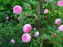 Petite de Hollande rose photo