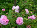 Petite de Hollande rose photo