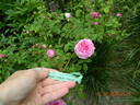 Petite de Hollande rose photo