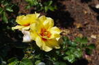 Eyeconic rose photo