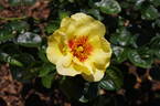 Eyeconic rose photo
