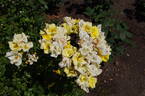 Liane Foly ® rose photo