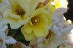 Liane Foly ® rose photo