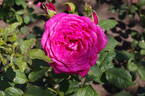 Johann Wolfgang von Goethe Rose rose photo