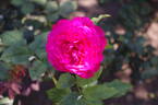 Johann Wolfgang von Goethe Rose rose photo