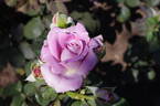 Lugdunum rose photo