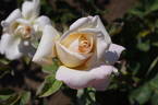 Jardins de Bagatelle® rose photo
