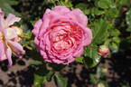 Jubilee Celebration rose photo