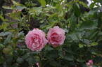 Penthouse rose photo