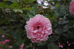 Penthouse rose photo