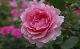 Penthouse rose photo