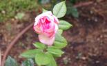 Fragonard rose photo