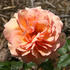 Wild Ginger rose photo