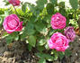 Jeanne Sury rose photo