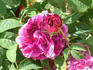 Double Brique rose photo