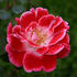 Sue Lawley rose photo