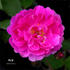 Pie IX rose photo